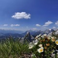 Blumen und Berge